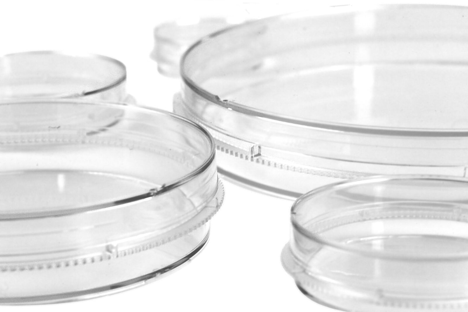 Cell Culture Dish